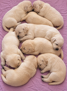 Labrador Retriver (6 foto / 8)
