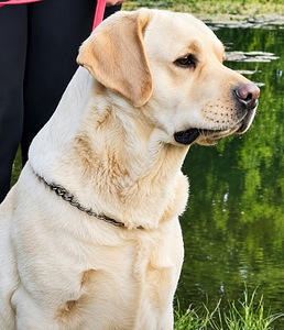Labrador Retriver (7 foto / 8)