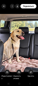 Labrador Retriver (8 foto / 8)