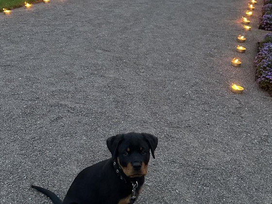 Rottweiler