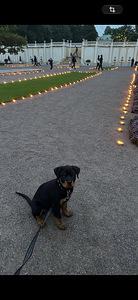 Rottweiler (1 foto / 1)