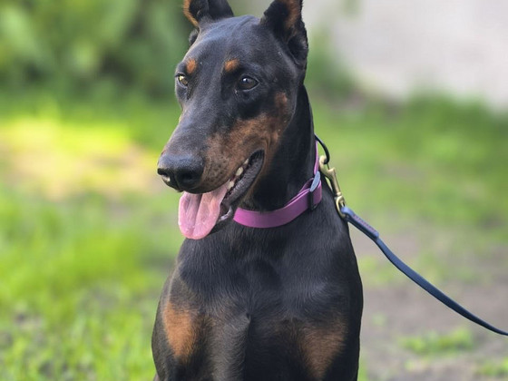 Doberman