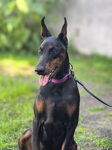 Doberman (1 foto / 3)
