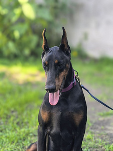 Doberman (2 foto / 3)