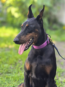 Doberman (3 foto / 3)