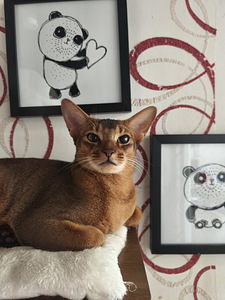 Abyssinian (1 foto / 6)