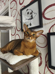 Abyssinian (2 foto / 6)