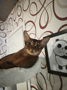 Abyssinian (3 foto / 6)