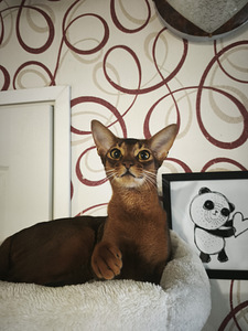 Abyssinian (4 foto / 6)