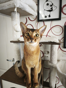 Abyssinian (5 foto / 6)