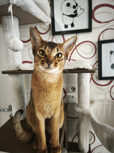 Abyssinian (6 foto / 6)
