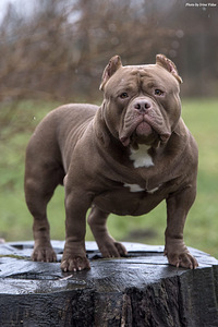 Ameerika bully kutsikad (8 foto / 10)