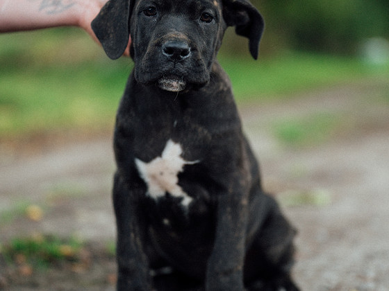 Cane Corso emane kutsikas
