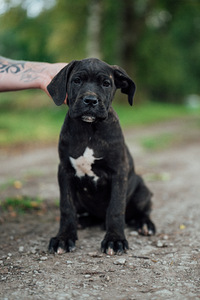 Cane Corso emane kutsikas (1 foto / 1)