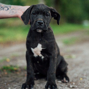 Cane Corso emane kutsikas