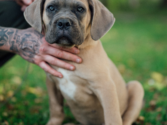 Cane Corso isane kutsikas