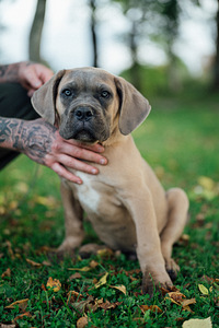 Cane Corso isane kutsikas (1 foto / 1)