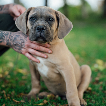 Cane Corso isane kutsikas