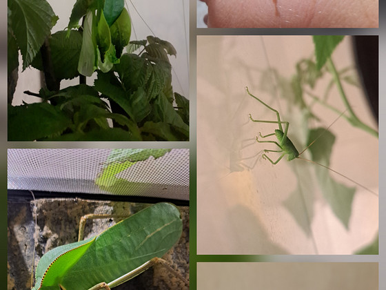 Siliquofera grandis (hiidritsikas)