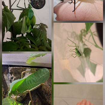Siliquofera grandis (hiidritsikas)