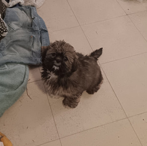 Myytävänä suloinen narttu koiranpentu (2 valokuva sivusta 7)