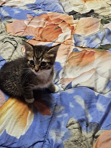 Ära anda kiisu preili (1 foto / 1)