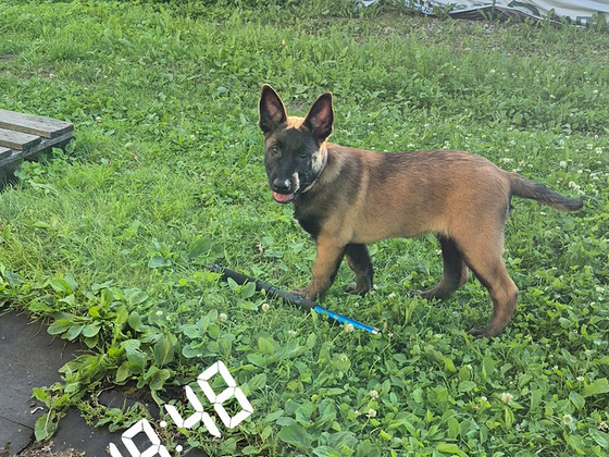 Malinois
