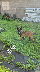 Malinois (1 foto / 6)