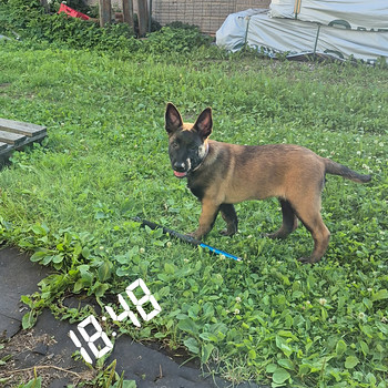 Malinois