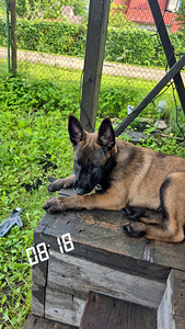 Malinois (2 foto / 6)