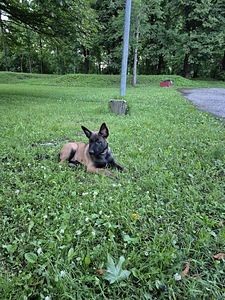 Malinois (3 foto / 6)