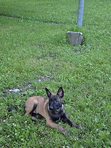 Malinois (4 foto / 6)