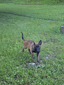 Malinois (5 foto / 6)