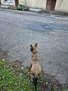 Malinois (6 foto / 6)