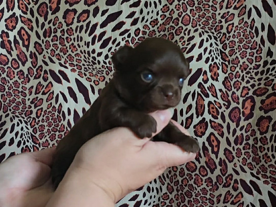 Chihuahua urospentu