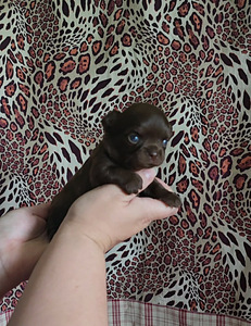 Chihuahua urospentu (1 valokuva sivusta 1)