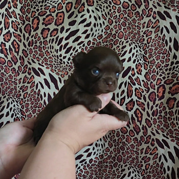 Chihuahua urospentu