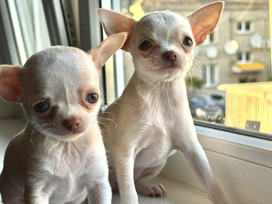 Müüa emased chihuahua kutsikad