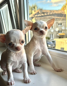Müüa emased chihuahua kutsikad (1 foto / 5)