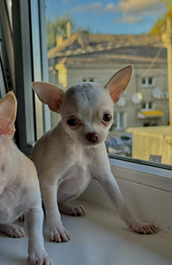 Müüa emased chihuahua kutsikad (2 foto / 5)