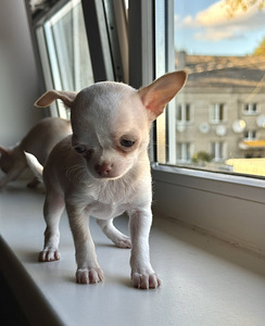 Müüa emased chihuahua kutsikad (3 foto / 5)