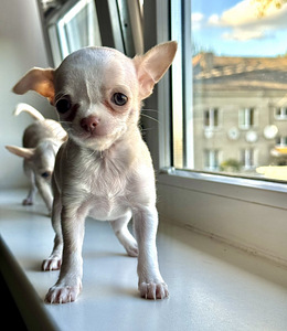 Müüa emased chihuahua kutsikad (4 foto / 5)