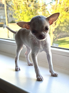 Müüa emased chihuahua kutsikad (5 foto / 5)