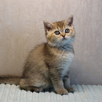 Британские котята