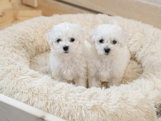 Bichon frise pennut 2u+1n