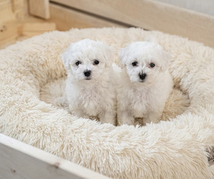 Bichon frise pennut 2u+1n (1 valokuva sivusta 1)