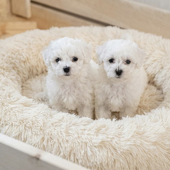 Bichon frise pennut 2u+1n