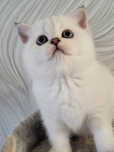 Британские котята (1 фото из 10)