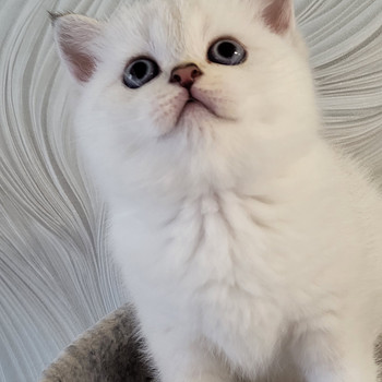 Британские котята