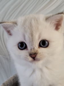 Британские котята (2 фото из 10)